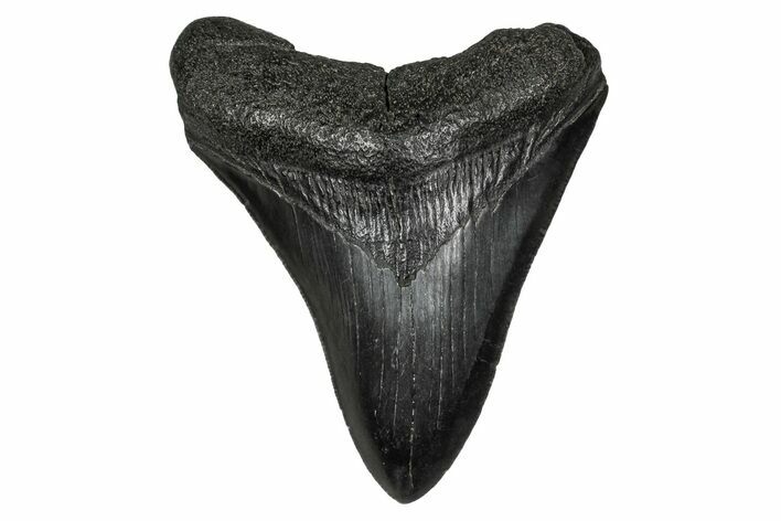 Serrated, Fossil Megalodon Tooth - South Carolina #341437